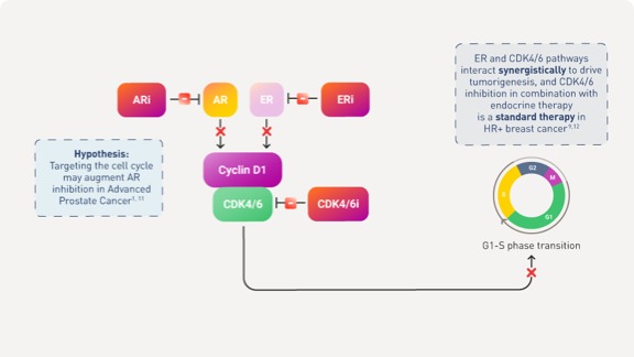 Augmenting AR Inhibition in Prostate Cancer: Rationale for Targeting the Cell Cycle