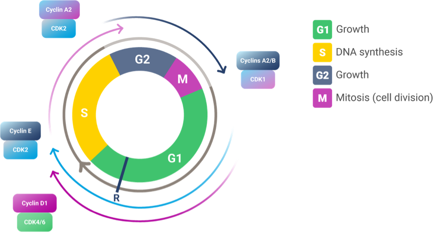 Cyclin/CDK complexes and the cell cycle