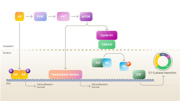 Enhancing AR-Targeted Approaches