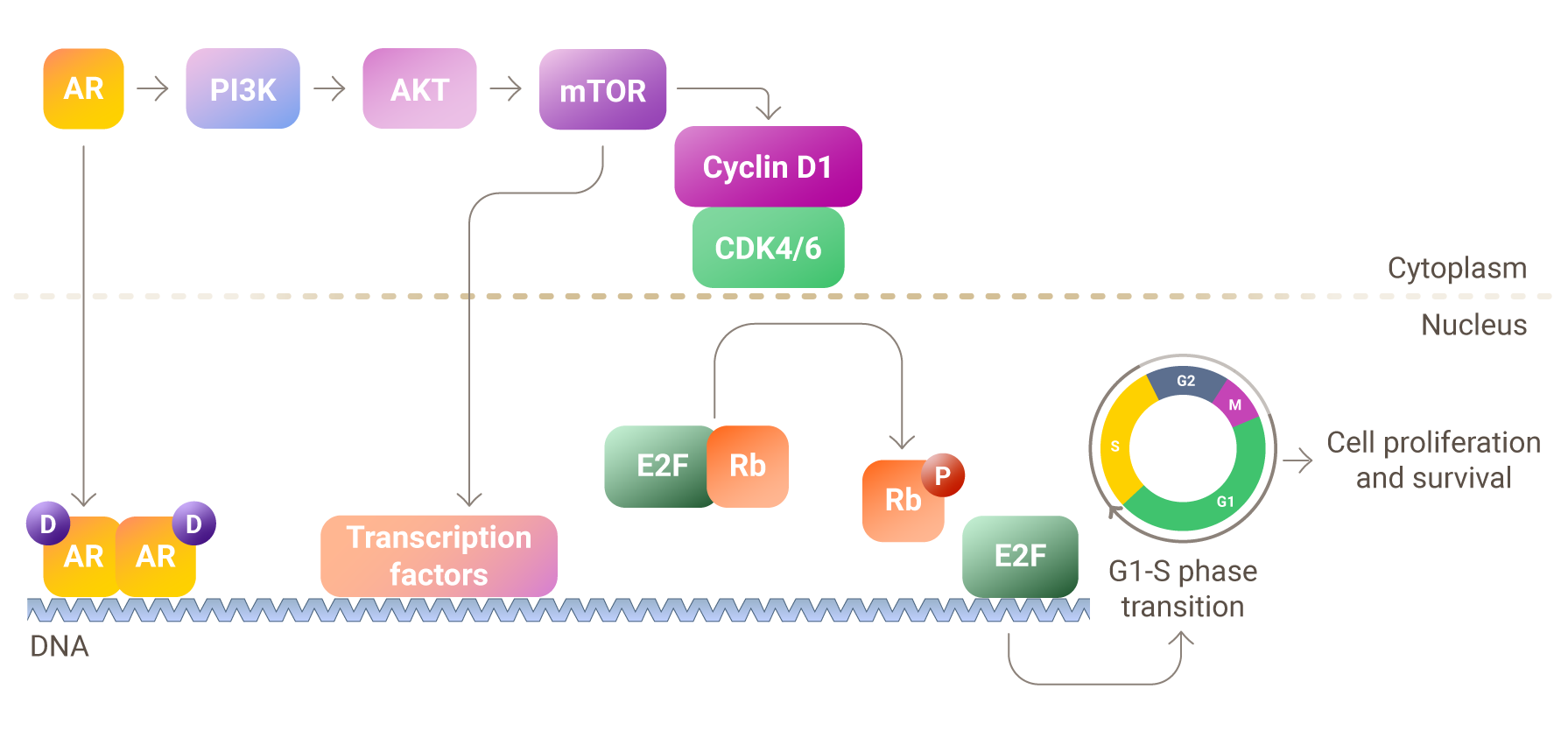 AR and other molecular pathways in prostate cancer